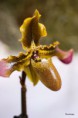 /album/l%27orchidee%3a-fleurs-des-songes-aux-contours-r%c3%aaveurs/expo-intrenationale-de-lorchidee-mars-2013-041-jpg/